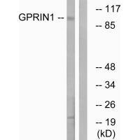 GPRIN1 antibody