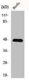 GPRIN2 Antibody