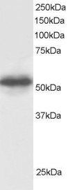 GPS1 antibody