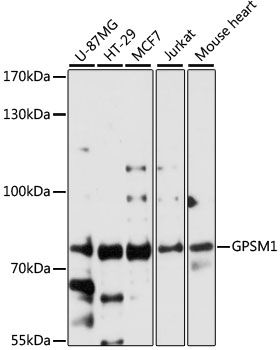 GPSM1 antibody