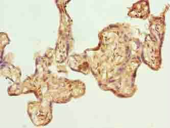 GPSM3 Antibody