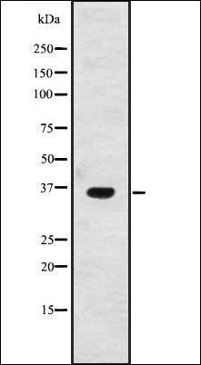 GPSN2 antibody
