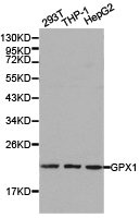 GPX1 antibody