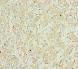GPX5 Antibody