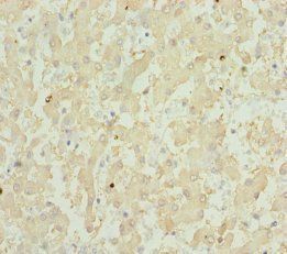 GPX5 antibody