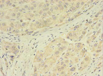 GPX7 Antibody