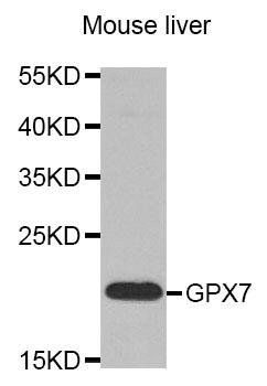 GPX7 antibody