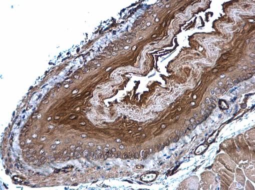 GPX7 antibody [N1C3]