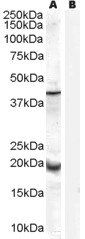 Goat anti-GPX7 Antibody