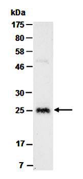 GR1 antibody
