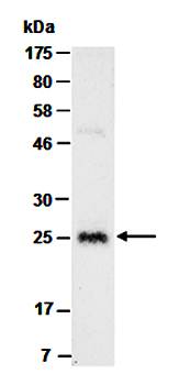 GR-1 (C) Antibody, Mouse Monoclonal