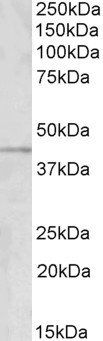 Goat anti-GRAMD3 Antibody