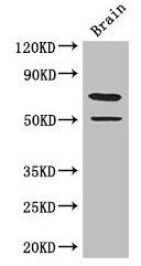 GRAMD4 antibody