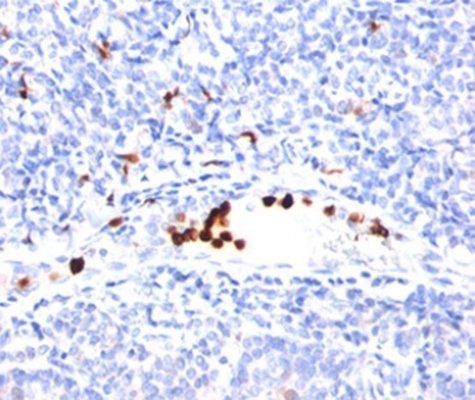 Granulocyte Marker Antibody