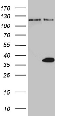 Granuphilin Antibody