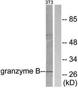 Granzyme B Antibody