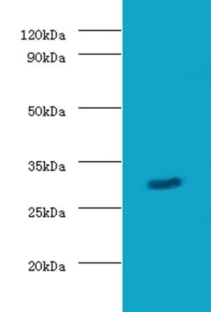 Granzyme B antibody