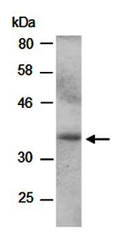 Granzyme B antibody