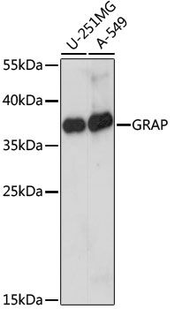 GRAP antibody