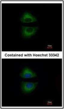 GRAP antibody [C2C3], C-term
