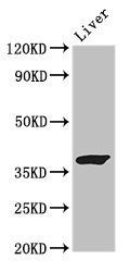 GRAP2 antibody