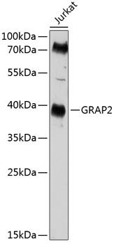 GRAP2 antibody