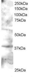 Goat anti-GRAP2 / GRID / Grf40 Antibody