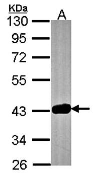 GRAP2 antibody