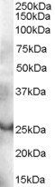 Goat anti-GRAP Antibody