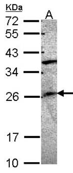 GRAP antibody