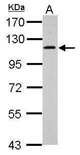 GRASP1 antibody [N3], Internal