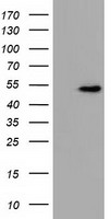 GRASP1 (GRIPAP1) antibody