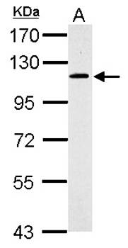 GRASP1 antibody