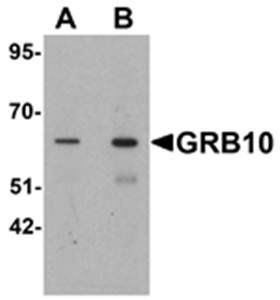 GRB10 Antibody