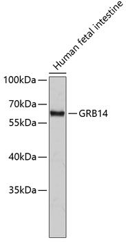 GRB14 antibody