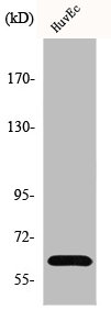GRB14 Antibody