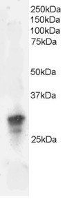 Goat anti-GRB2 Antibody