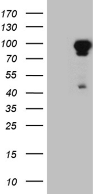 GRB7 antibody
