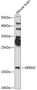 GREM2 antibody