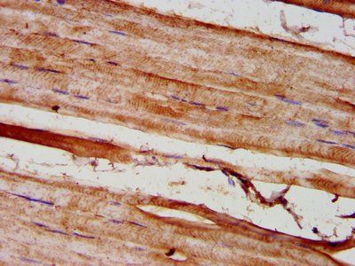 GREM1 Antibody