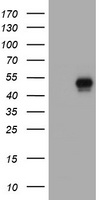 GRF2 (RAPGEF1) antibody