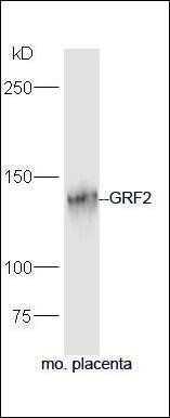 GRF2 antibody