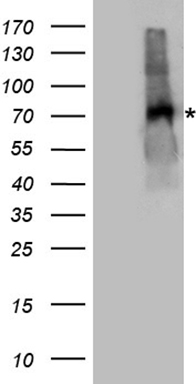 GRHL3 antibody
