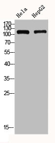 GRIA1 Antibody