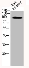 GRIA1 Antibody