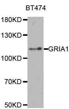 GRIA1 antibody