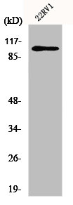 GRIA2 antibody