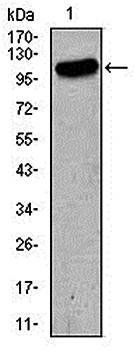 GRIA2 Antibody