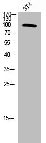 GRIA4 Antibody