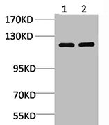 GRIA4 Antibody